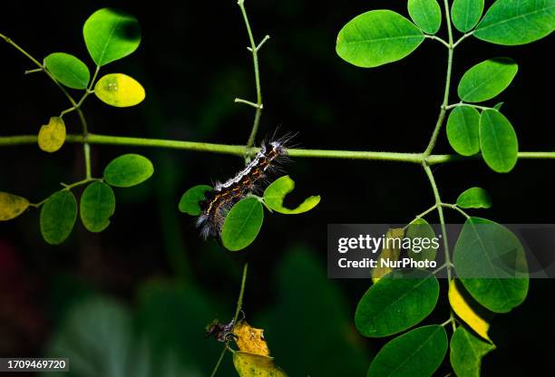 The Moringa oleifera is a medicinal plant, its antimicrobial activities, being a source of nutrition for human food and animal feed, and other...