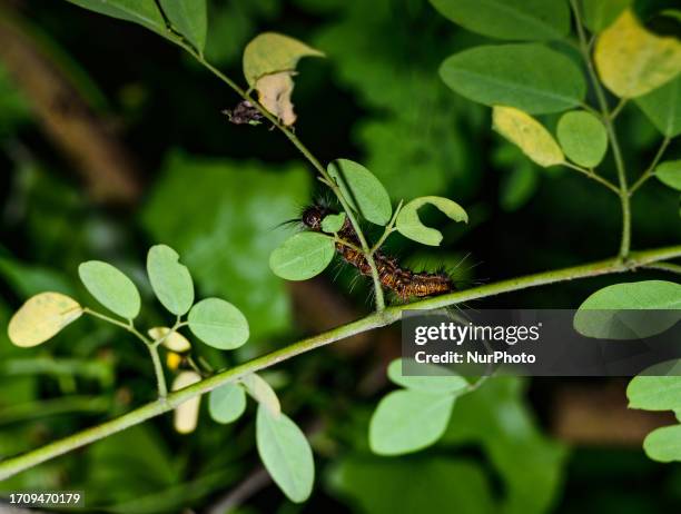 The Moringa oleifera is a medicinal plant, its antimicrobial activities, being a source of nutrition for human food and animal feed, and other...