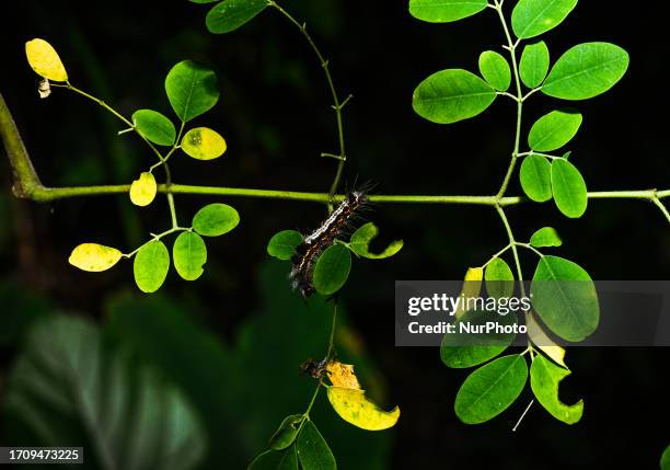 The Moringa oleifera is a medicinal plant, its antimicrobial activities, being a source of nutrition for human food and animal feed, and other...