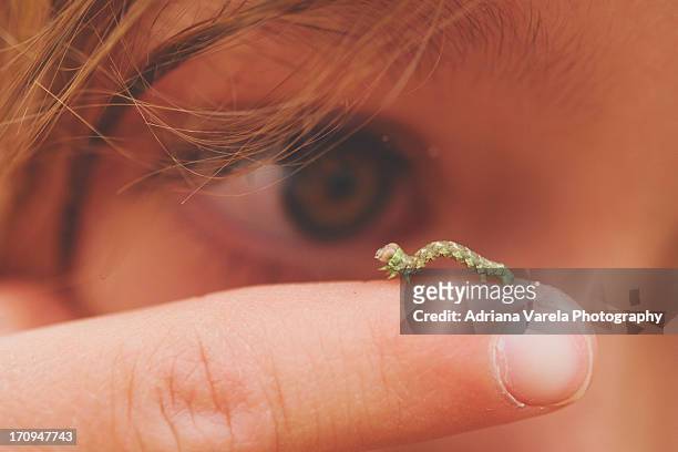 observing an inchworm - caterpillar stock-fotos und bilder