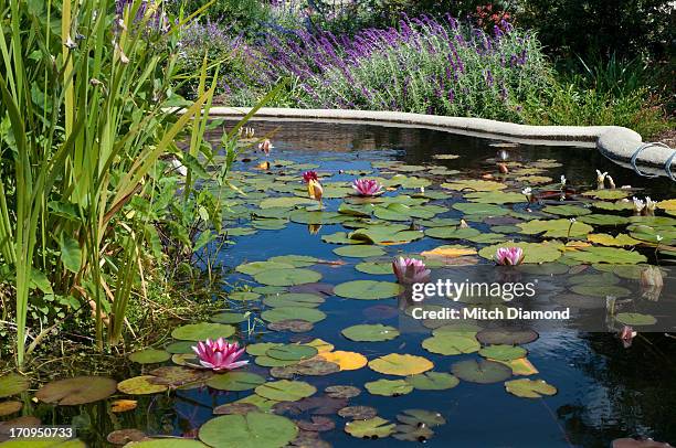 fish pond with lily pads - water lily stock pictures, royalty-free photos & images