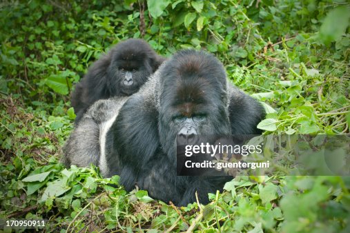 Silverback Gorilla with son on his back, Rwanda Silverback Gorilla with son on his back, Rwanda