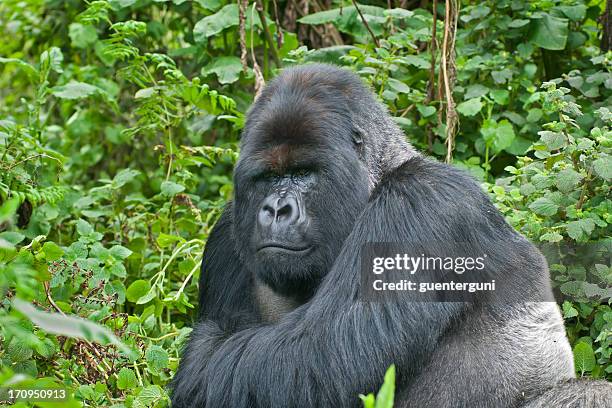 mighty silverback gorilla in rwanda - gorilla face stock pictures, royalty-free photos & images