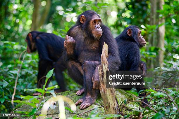 agli scimpanzé seduto su una roccia naturale del gombe/tanzania scatto - common chimpanzee foto e immagini stock