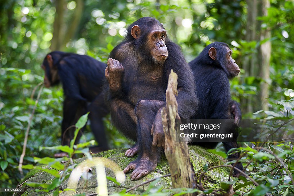 Chimpanzees sitting on a rock wildlife shot, Gombe/Tanzania