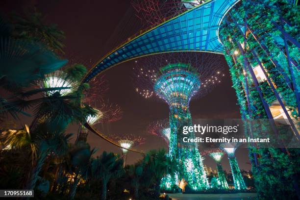 supertrees in  gardens by the bay, singapore - grove stock pictures, royalty-free photos & images