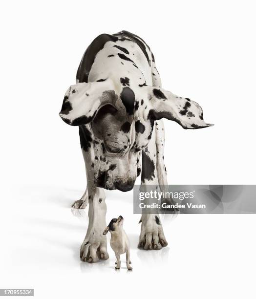 great dane looking down at chihuahua - animal scale imagens e fotografias de stock