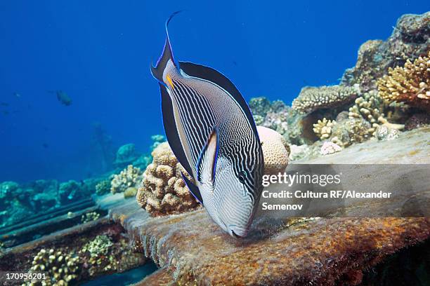 sohal surgeonfish (acanthurus sohal) - acanthurus sohal stock pictures, royalty-free photos & images