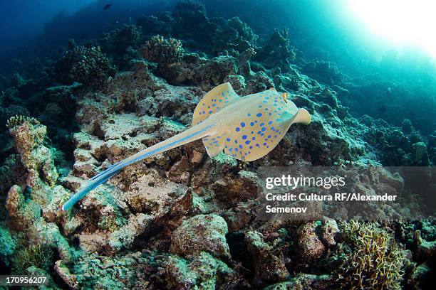 bluespotted ribbontail ray (taeniura lymma) - stingray stock pictures, royalty-free photos & images