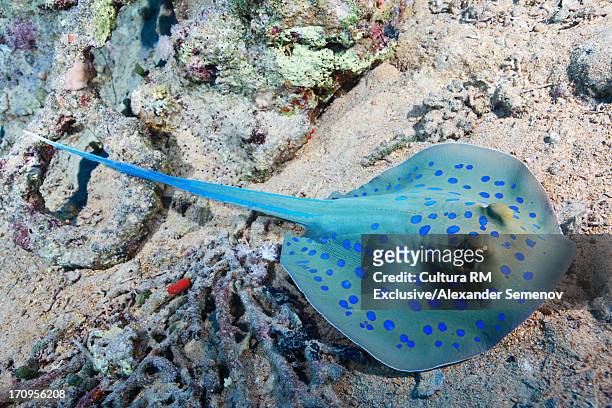 bluespotted ribbontail ray (taeniura lymma) - taeniura lymma stock pictures, royalty-free photos & images