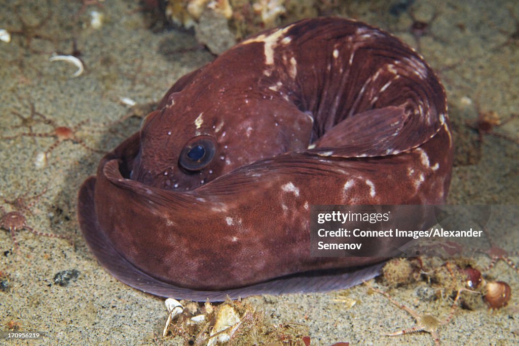 Atlantic wolffish (Anarhichas lupus)