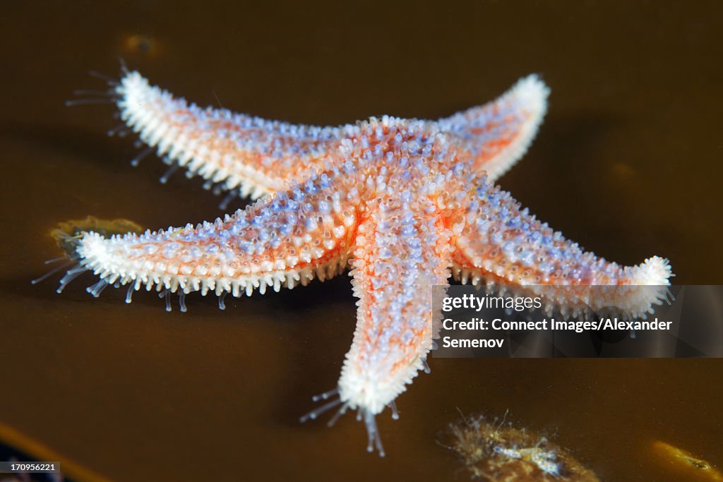 Shell Star Fish Common Starfish High-Res Stock Photo - Getty Images