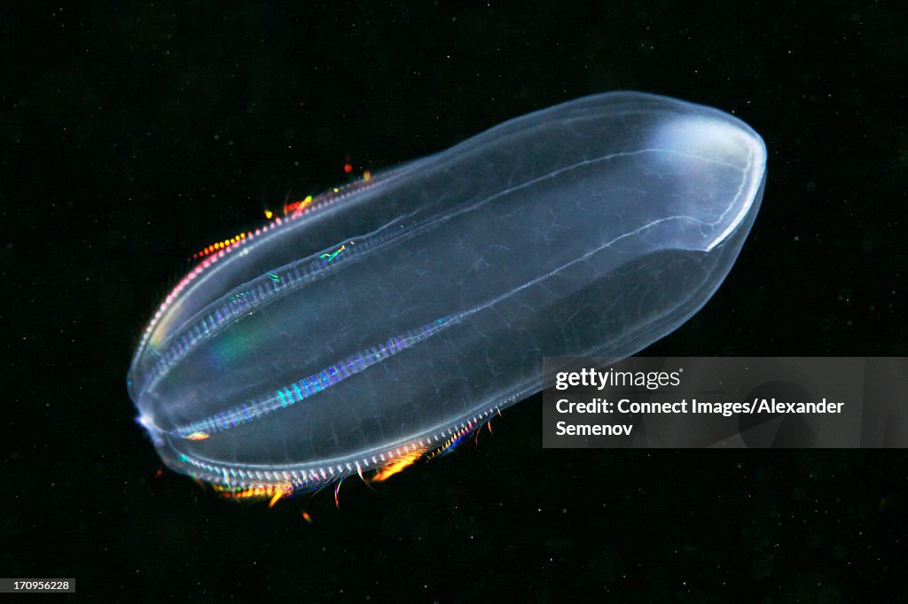 Beroe cucumis comb jelly