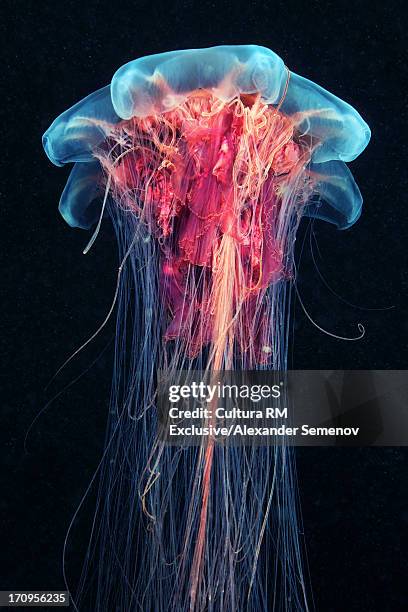 lion's mane jellyfish (cyanea capillata) - lions mane jellyfish stock pictures, royalty-free photos & images