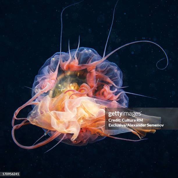 lion's mane jellyfish (cyanea capillata) - lions mane jellyfish stock pictures, royalty-free photos & images