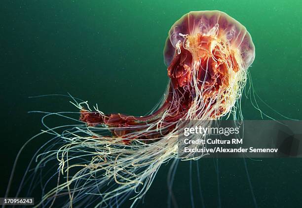 lion's mane jellyfish (cyanea capillata) - tentacle imagens e fotografias de stock