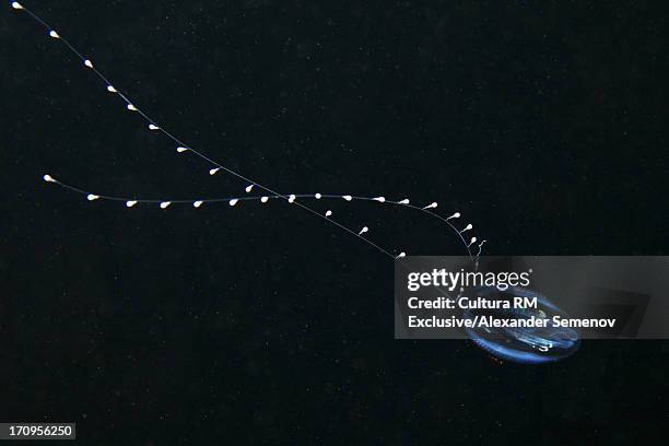 dryodora glandiformis - comb jelly stock pictures, royalty-free photos & images