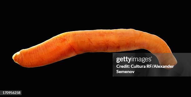 nemertina, ribbon worm - ribbon worm stock pictures, royalty-free photos & images