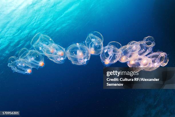 pegea confederata salps - sea squirt stock pictures, royalty-free photos & images