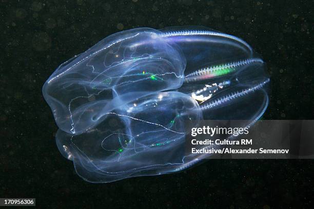 bolinopsis infundibuliformis comb jelly - comb jelly stock pictures, royalty-free photos & images