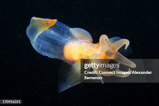 Clione limacina Clione limacina