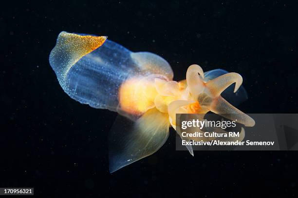 clione limacina - sea life stock pictures, royalty-free photos & images