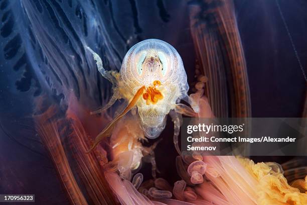 Hyperia Photos And Premium High Res Pictures Getty Images hyperia-photos-and-premium-high-res-pictures-getty-images