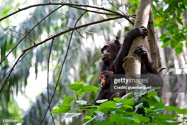 madre y bebé chimpancé, vida silvestre disparo, parque nacional de gombe stream, tanzania - chimpancé fotografías e imágenes de stock