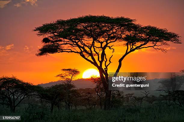 fim de um safari-dia no de serengeti, áfrica - serengeti national park imagens e fotografias de stock