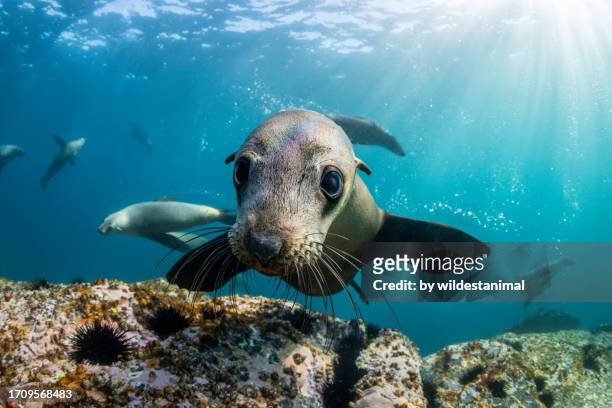 curious australian fur seal. - seehundjunges stock-fotos und bilder