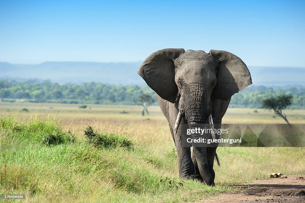 Macho único elefante de Masai Mara