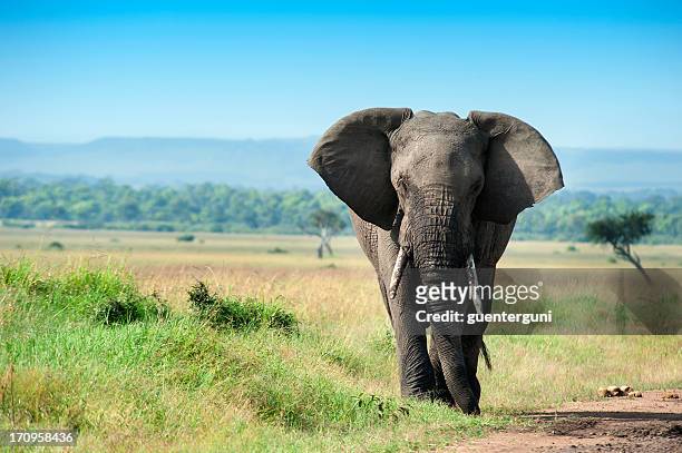 único elefante masculino de masai mara - elefante africano - fotografias e filmes do acervo