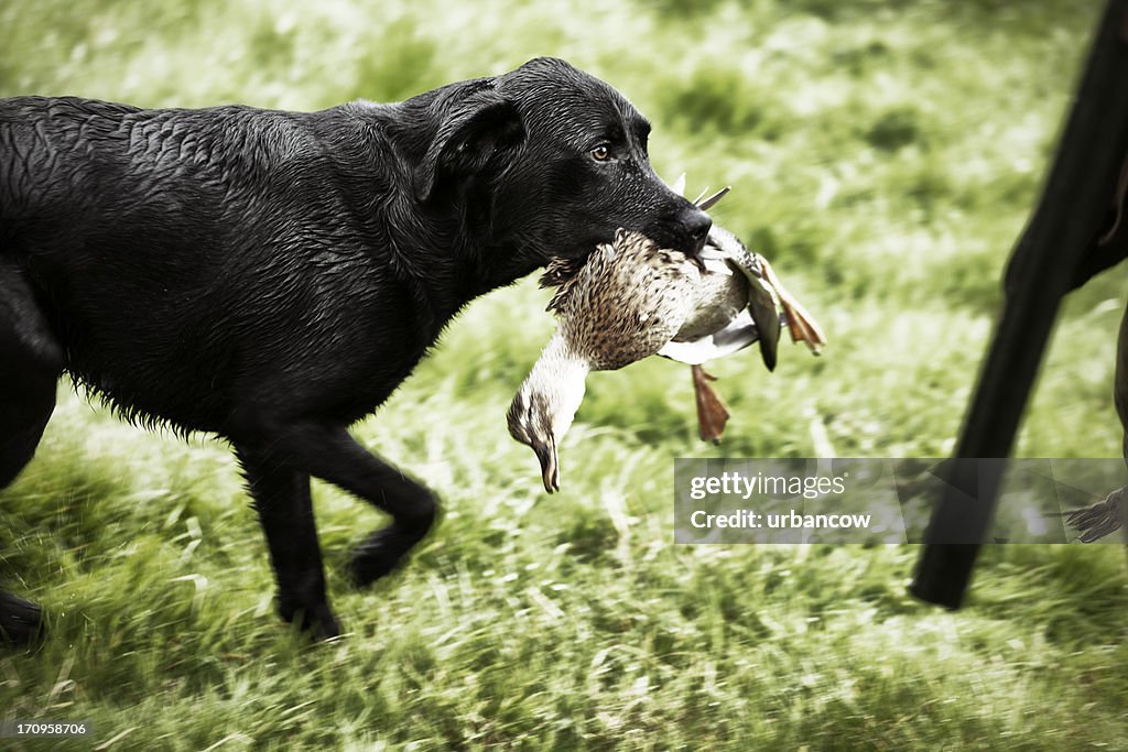 Duck Riding A Lab Labrador With Duck High-Res Stock Photo - Getty Images