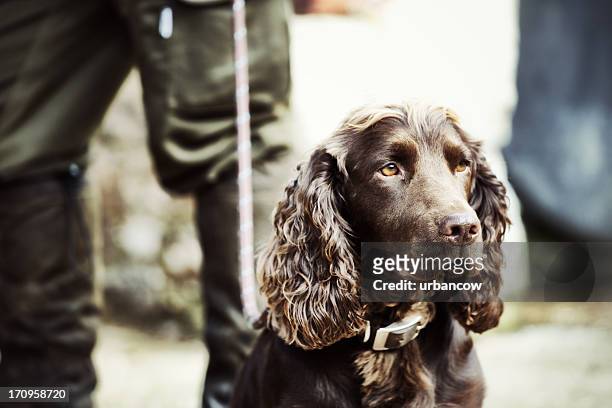 gamekeeper standing with his dog - jachtopziener stockfoto's en -beelden