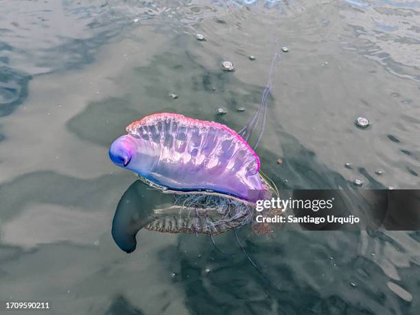 portuguese man o war (physalia physalis) floating on sea - physalia physalis stockfoto's en -beelden
