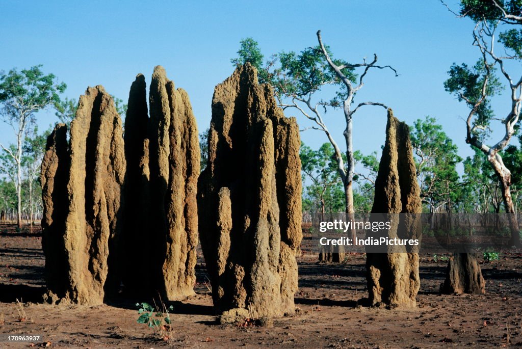 Ant Hills