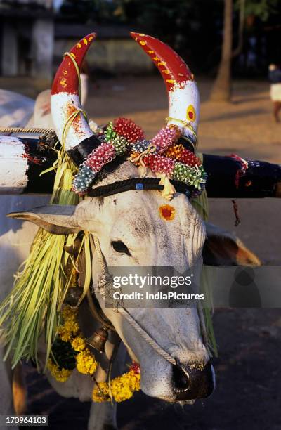White cow with painted horns and draped with garlands of flowers in celebration of the festival of Pongal, Mamallapuram, Tamil Nadu, India.