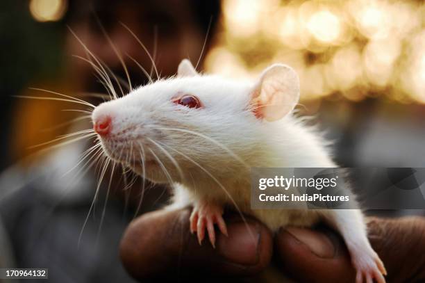 71 Albino Rat Photos and Premium High Res Pictures - Getty Images 71 Albino Rat Photos and Premium High Res Pictures - Getty Images