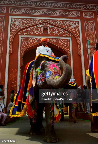 Elephant painted for the elephant festival of Jaipur, Rajasthan, India.