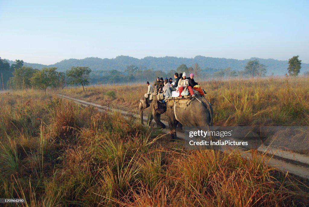 Elephant safari in Jim Corbett National Park