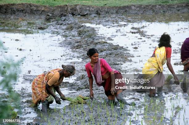 98 Women Rice Work Tamil Nadu Stock Photos, High-Res Pictures, and