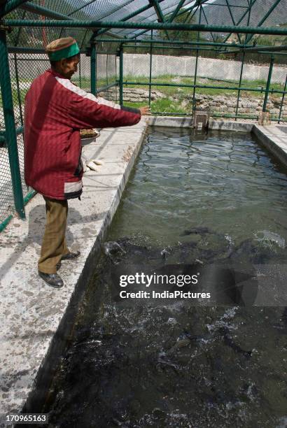 Trout Farm Sangla: Discover the Ultimate Angler's Paradise Trout Farm Sangla: Discover the Ultimate Angler's Paradise