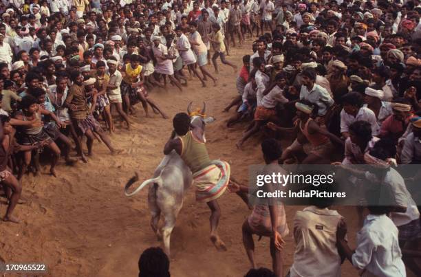 Jallikattu is part of the Tamil harvest festival of Pongal. Young men chase the bull and try to snatch the cloth/ money that is tied to its horns/...