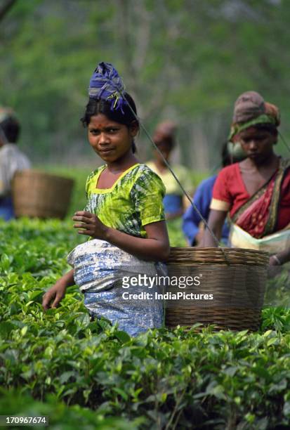 Women collecting famous tea leaves of Assam in tea plantation, Assam, India.