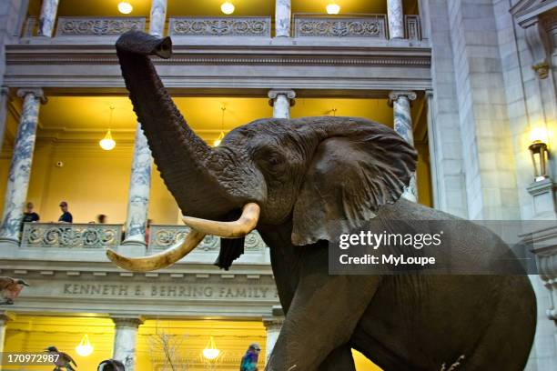Stuffed elephant in the main lobby of the National Museum of Natural History, Washington DC, United States.