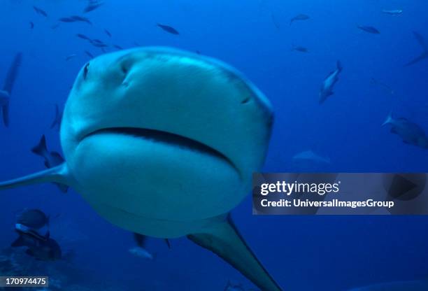 Bull Shark, Carcharhinus Leucas, swimming underwater, towards camera.