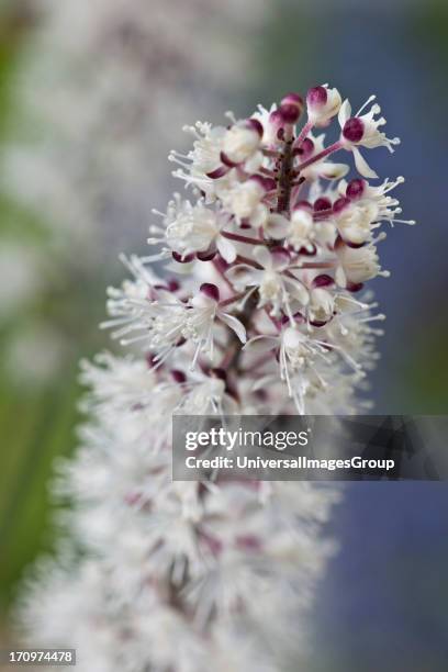 Actaea, Atropurpurea Group, flower.