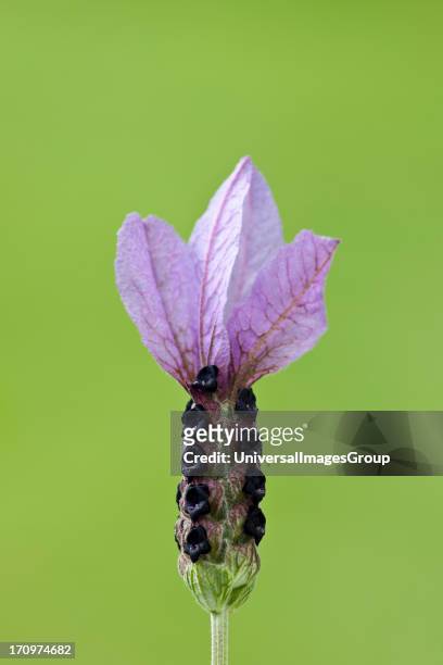 French Lavender, Lavandula Stoechas, Lavandula Victory, flower.