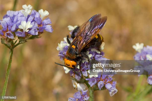 Wasp, Scolia Flavifrons, on flower, from Samos, Greece.