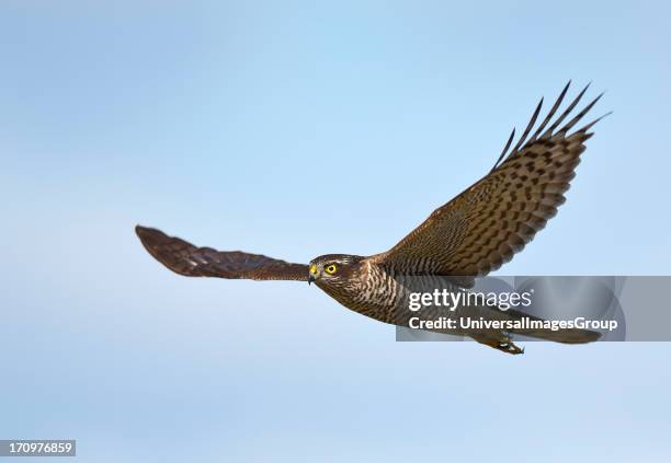 Eurasian Sparrowhawk, Accipiter Nisus, in flight, Mandehoved, Stevns, Denmark.